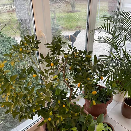 Stupa-rezi-tatika-haz Zalaszántó